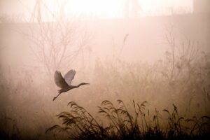 egret flying